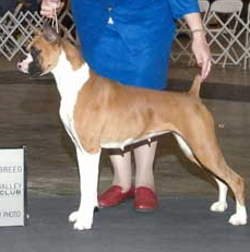 Telstar Boxers-Tess; A California boxer breeder