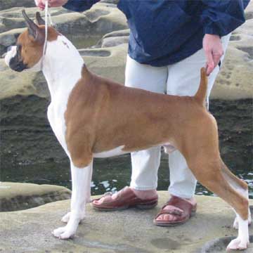 Telstar Boxer- Breeder of champion boxer puppies