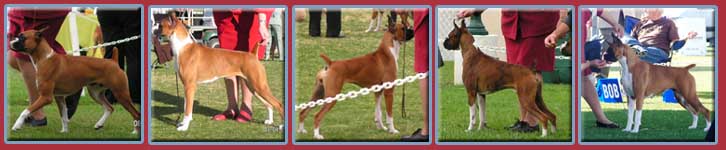 Show Prospects