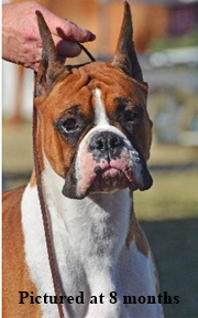 Bazzle 8mo head