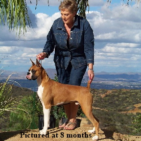Bazzle 8mo stack