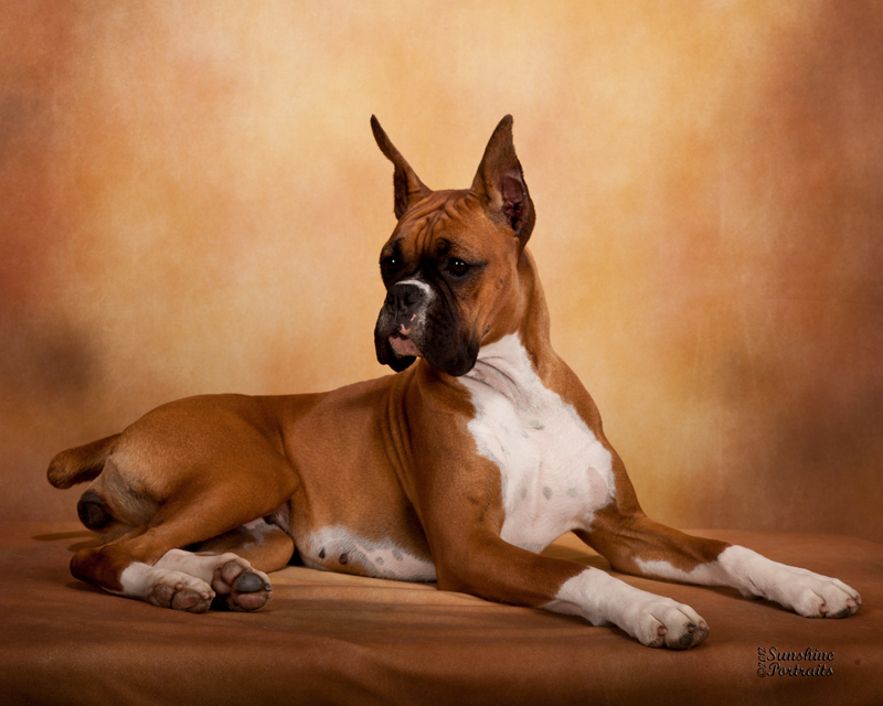 ginger-laying down-1yr