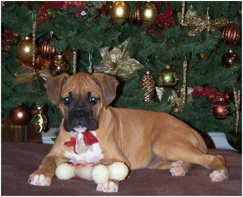 Telstar Christmas pup