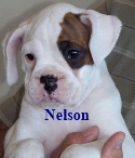 Nelson