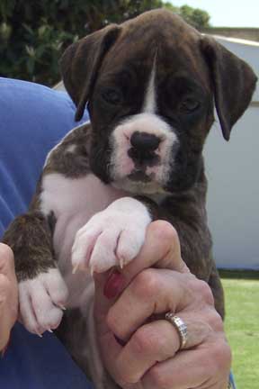 Picture of Cherry at 6 weeks