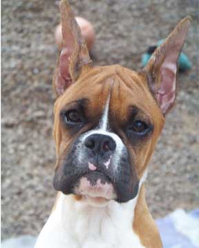 Zoe's Head Shot