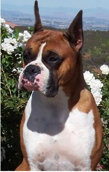 Bazzle head shot
