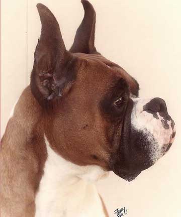 Telstar Boxers-Offering stud services producing champion quality dogs and proven pedigrees