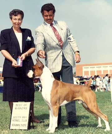 Telstar Boxers-Offering stud services producing champion 