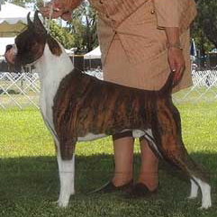 Telstar Boxers-Offering stud services producing champion quality dogs and proven pedigrees