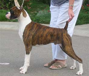 Telstar Boxers-Offering stud services producing champion quality dogs and proven pedigrees