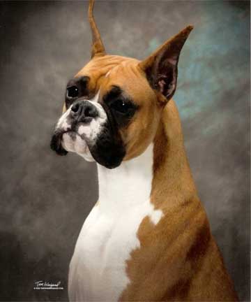 Telstar Boxers-Stella; A California boxer breeder