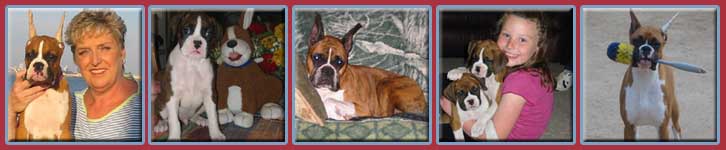 Telstar Boxers-California boxer breeder-quality show and pet boxer puppies
