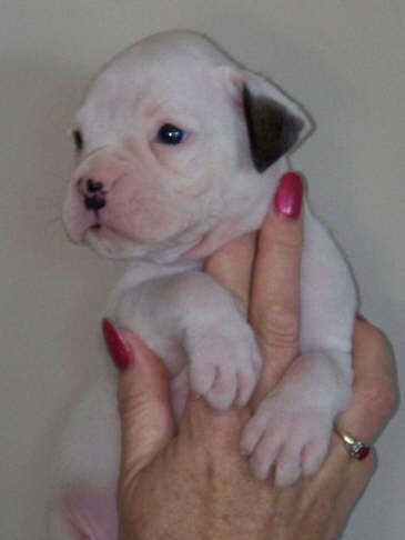 Jasper-Available