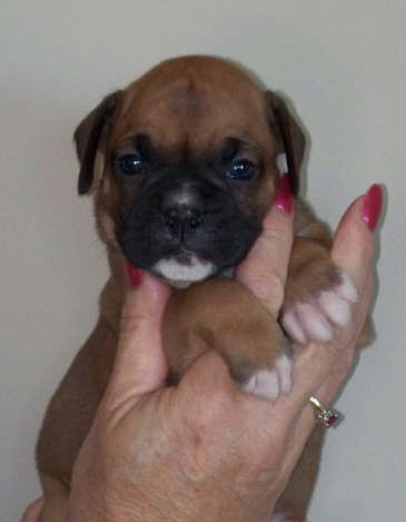 Penny-Available