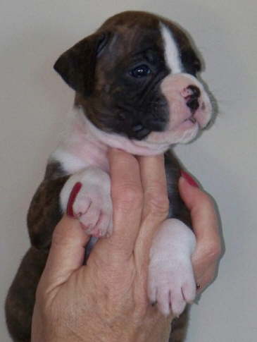 Poppy-Show Prospect