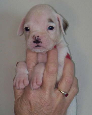 Willi-Available
