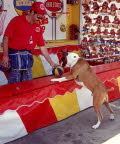 Telstar Boxers-Offering stud services from champion boxers