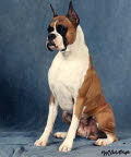 Telstar Boxers-Offering stud services from champion boxers