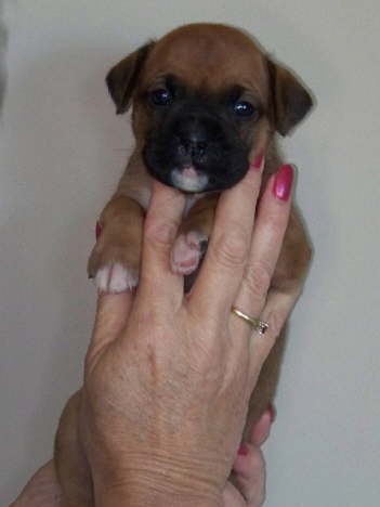 Betsy-Available