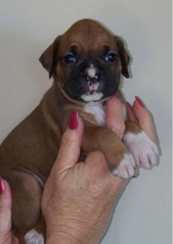 Sassy-Show Prospect