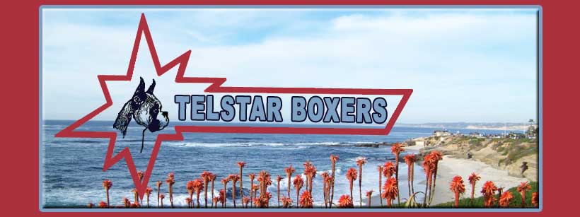 Telstar Boxers home page logo